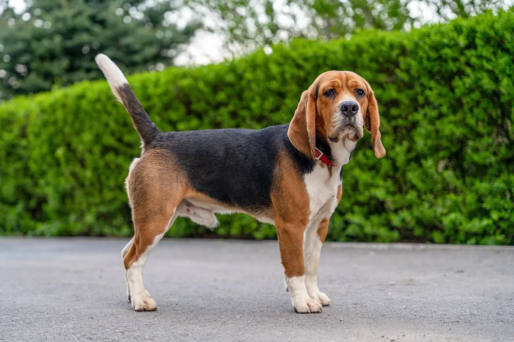 Beagle Dog Breeds A tricolor adult Beagle dog standing outdoors on a paved pathway with a lush green hedge background.